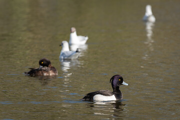 Wall Mural - An adult male Tufted Duck (Aythya fuligula) in breeding plumage swims among other birds