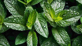 Fototapeta Storczyk - mint full frame background with water drops on the mint leaves abstract full frame view of mint 