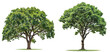 © Piyapa - grass row di cut and removed original background PNG transparent