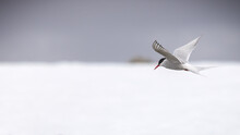 Svalbard Wildlife Arctic Tern Bird
