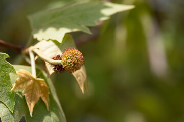 Wall Mural - Leaves and fruits of Platanus occidentalis, also known as American sycamore. Leaves and fruits of Platanus occidentalis, also known as American sycamore.