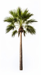 Wall Mural - Palm Tree Isolated on white background