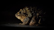 Common toad Bufo bufo coupling. Pair of huge czech frogs during mating season in deep night.	