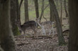 two young deers in the forest