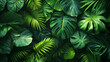 © CtrlN - A lush green jungle with many leaves and vines