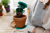 Fototapeta Mapy - people, gardening and planting concept - close up of woman in gloves with trowel pouring soil to flower pot at home