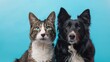 A tabby cat and a border collie dog pose together against a blue background.