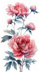 Wall Mural - Vintage floral backdrop with pink peonies on a white background