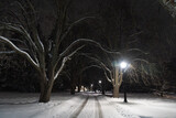 Fototapeta Krajobraz - View of a park after a snowstorm at night