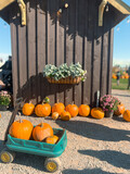 Fototapeta Krajobraz - Pumpkins along the farm on a sunny day, families hanging out on weekends during Halloween and fall.