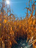 Fototapeta Krajobraz - walking through a corn maze on a sunny day