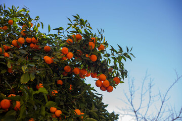 oranges on tree