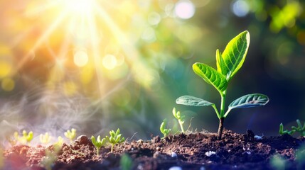 Poster - Growing plants in the sunlight. Concept of environment and ecology. Sources for sustainable, renewable energy.