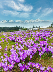 Wall Mural - Colorful blooming purple Crocus heuffelianus (Crocus vernus) alpine flowers on spring Carpathian mountain plateau valley, Ukraine, Europe. Beautiful conceptual spring landscape.