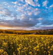 Spring sunset rapeseed yellow blooming fields view, blue sky with clouds in evening sunlight.