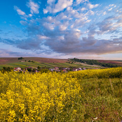 Wall Mural - spring rapeseed yellow blooming fields
