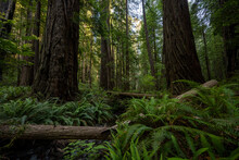 Dry Creek Bed Covered In Deep Green Ferns And Flanked By Redwood Trees