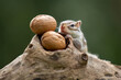 The Chipmunk (Tamias) and the walnuts.