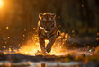 tiger running at sunset