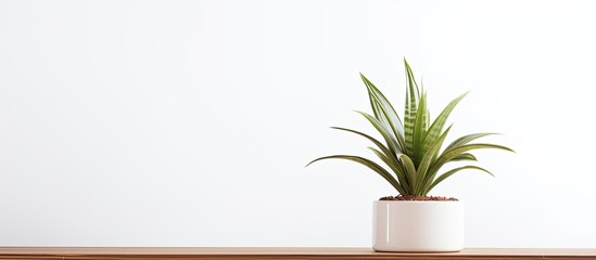 Canvas Print - A small houseplant sits in a flowerpot on a wooden table, bringing a touch of nature to the rooms decor