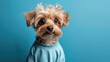 Funny cute puppy surprised wonder, shocked, creative minimal on blue background. Wow! Hipster puppy dog amazed screaming in fashionable outfit for sale, shopping, advert