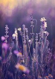 Fototapeta Lawenda - lavender flowers background