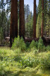Deep woods in Yosemite Forest National Park