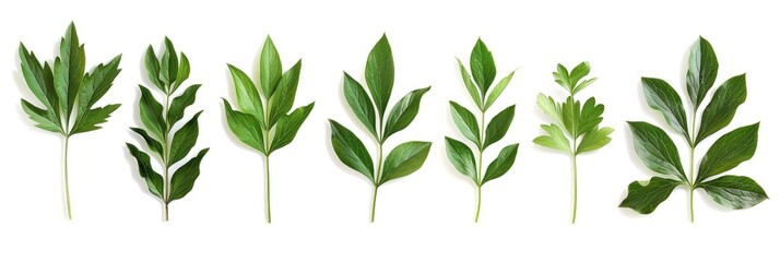 Arrangement of Beautiful Peony Leaves on White Background. Botanical Collection of Green Tree Branch with Vibrant Colours