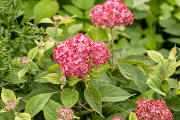 Wall Mural - Hydrangea arborescens Magical Pinkerbell flowers in garden