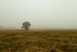 Fototapeta  - Rozległa równina w zimowy, bezśnieżny poranek pokryta żółtą, suchą trawą. Nad ziemią unosi się gęsta mgła. We mgle widać samotne, bezlistne drzewo.
