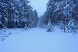 Fototapeta  - Leśna droga w sosnowym lesie. Jest zima, ziemię, gałęzie drzew pokrywa gruba warstwa śniegu. Jest pochmurny dzień.
