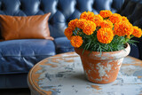 Fototapeta Perspektywa 3d - Bright orange marigolds in a terracotta pot on a distressed gray table near a navy leather sofa.