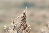 Fototapeta  - Zimowy, słoneczny poranek. Suchy, brązowy przekwitnięty kwiatostan nawłoci pokryty kryształami szronu oświetlonymi promieniami wschodzącego słońca.