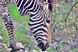 Zebras in der Wildnis