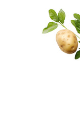 Wall Mural - potatoes isolated on white background
