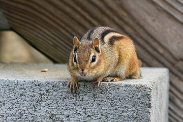 Little furry friend.