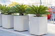 Exotic green palm trees in stone vases are displayed in the parking lot of a commercial center in a European city - beautification, exterior, street decoration, city beautification