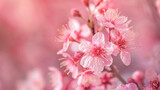 Fototapeta Kwiaty - Pink flowers of blooming sakura. Close-up.