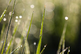 Fototapeta Tulipany - Morning dew on the grass in the sunlit forest