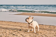 Portrait of a white french bulldog on the beach at sunset. Happy dog face. 