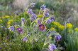 Pulsatilla vulgaris Lumbago flowering in the garden. Dream-grass flowers blooming in the spring.