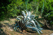 Agave the big one