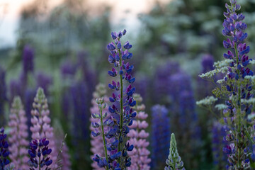 Wall Mural - Lupine flowers in a foggy field during sunset in the Moscow region