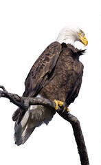 Wall Mural - american bald eagle