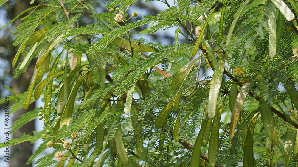 Leucaena leucocephala (jumbay, river tamarind, subabul, white popinac ...