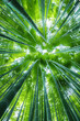 © Markus - Bamboo forest background, bamboo wallpaper, forest background, nature background