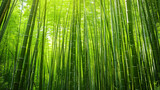 Fototapeta Sypialnia - Bamboo forest background, bamboo wallpaper, forest background, nature background