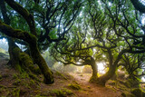 Fototapeta  - Twisted trees in the fog in Fanal Forest on the Portuguese island of Madeira. Huge, moss-covered trees create a dramatic, scared landscape
