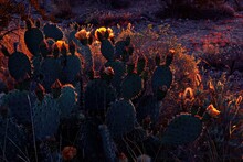 Dark Black Flowers Background Large Green Cactuses In The Arizona Desert At Sunset, Clouds