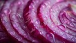Red onion slices with translucent layers with delicate water drops in a detailed macro. Close-up of freshly cut red onion slices with juicy texture.